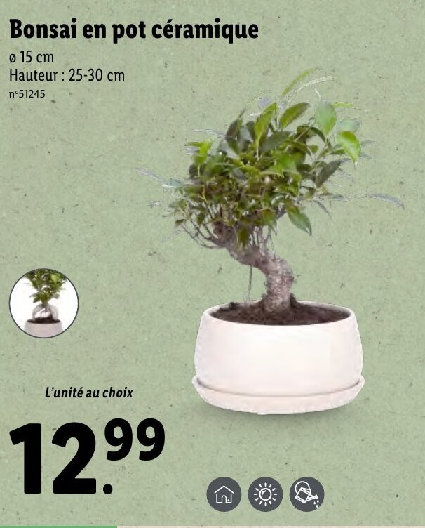 Promo Bonsai en pot céramique chez Lidl