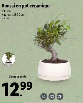 Bonsai en pot céramique