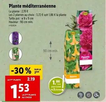 Lidl Plante méditerranéenne offre