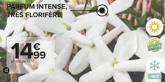 Carrefour Jasmin persistant offre