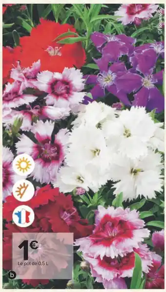 Carrefour Plantes à massif offre