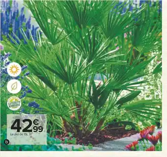 Carrefour Palmier offre