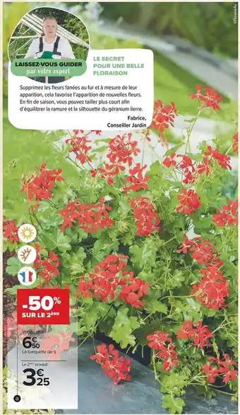 Carrefour Géranium lierre simple offre