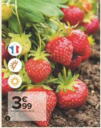 Fraisiers