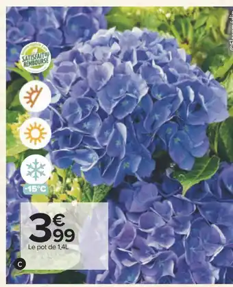 Carrefour Hortensia offre