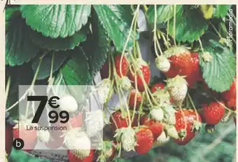 Carrefour Suspension de fraisiers offre