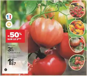 Carrefour Plants de tomates offre