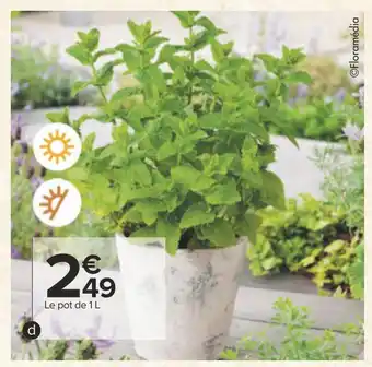 Carrefour Plantes aromatiques offre