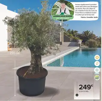 Carrefour Olivier centenaire offre