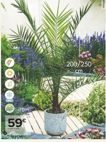 Carrefour Phoenix canariensis offre