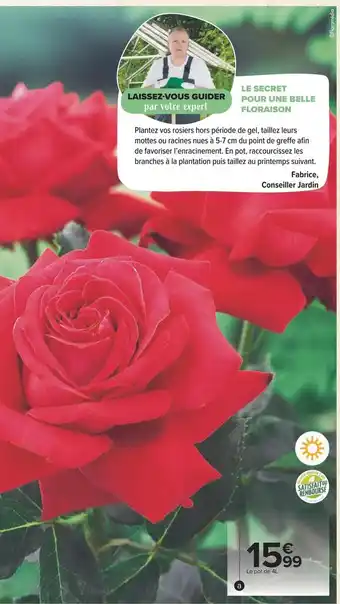 Carrefour Rosier à grandes fleurs offre