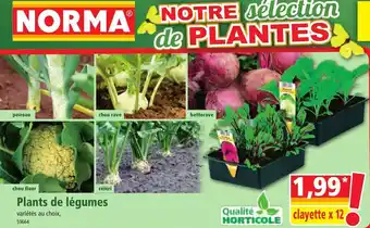Norma Plants De Lègumes offre
