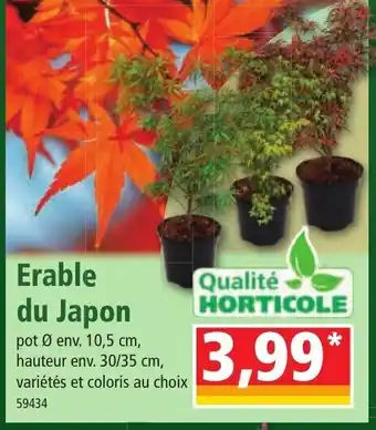 Erable du Japon
