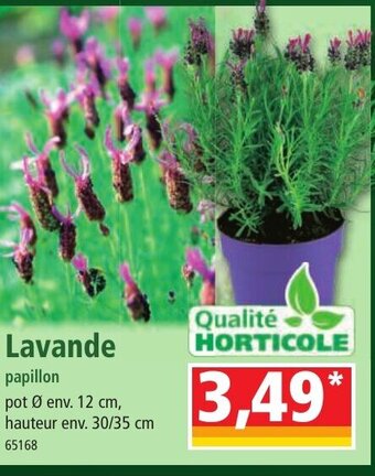 Norma Lavande offre