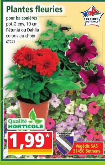 Norma Plantes Fleuries offre
