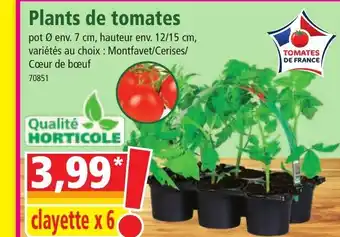 Norma Plants de Tomates offre
