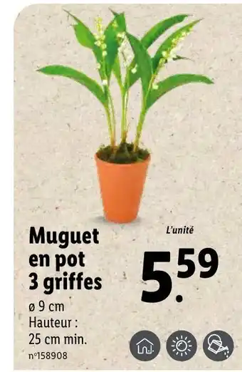 Lidl Muguet en pot 3 griffes offre