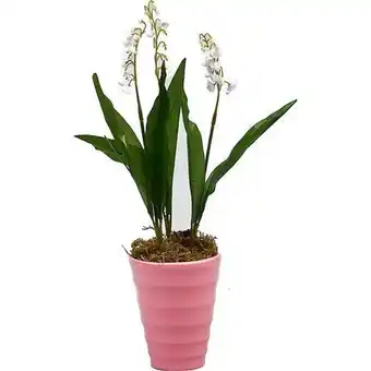 Muguet pot de 3 griffes