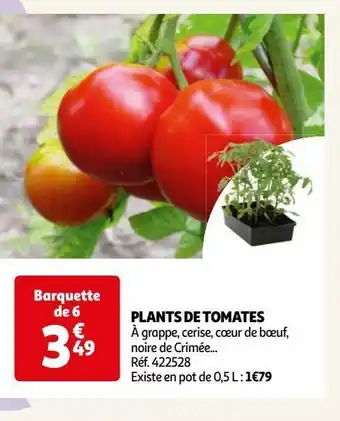 Auchan Plantes de tomates offre