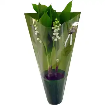 Auchan Supermarché Muguet pot de 3 griffes offre