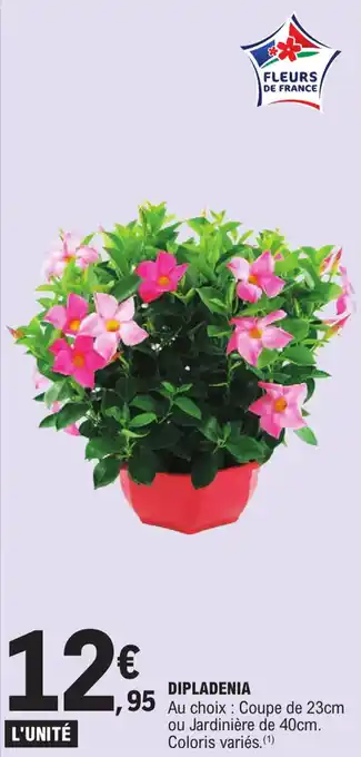 E.Leclerc DIPLADENIA offre