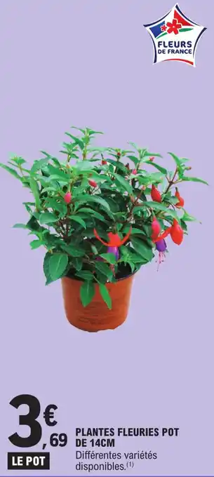 E.Leclerc PLANTES FLEURIES POT DE 14CM offre