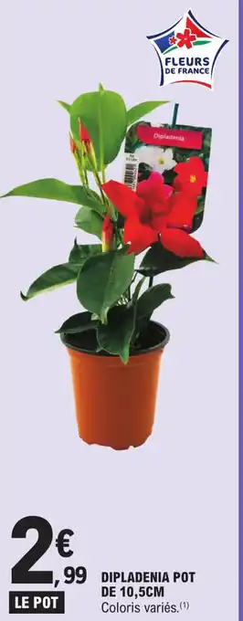 E.Leclerc DIPLADENIA POT DE 10,5CM offre