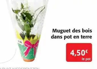 Colruyt Muguet des bois dans pot en terre offre