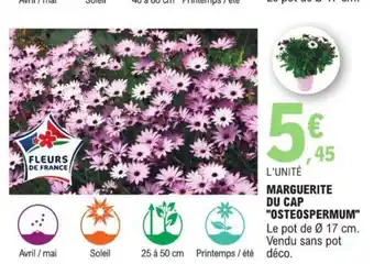 E.Leclerc MARGUERITE DU CAP "OSTEOSPERMUM" offre