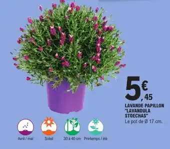 LAVANDE PAPILLON "LAVANDULA STOECHAS"