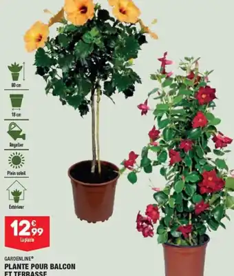 ALDI GARDENLINE PLANTE POUR BALCON ET TERRASSE Hibiscus ou dipladénia. offre