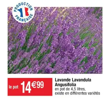 Cora x Carrefour Lavande Lavandula Angusifolia offre