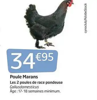 Jardiland Poule Marans offre