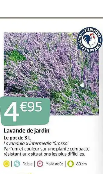Jardiland Lavande De Jardin offre