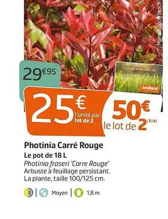 Jardiland Photinia Carré Rouge offre