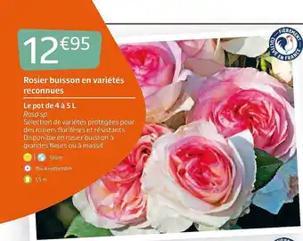 Jardiland Rosier Buisson En Variétés Reconnues offre