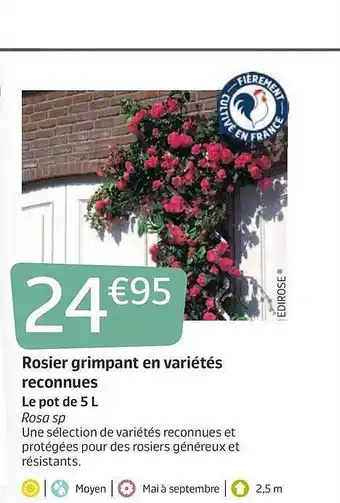 Rosier Grimpant En Variétés Reconnues