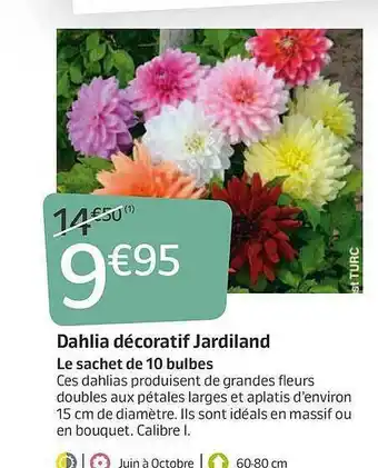 Jardiland Dahlia Décoratif Jardiland offre