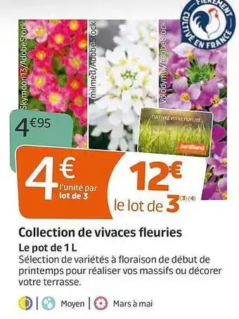 Jardiland Collection De Vivaces Fleuries offre