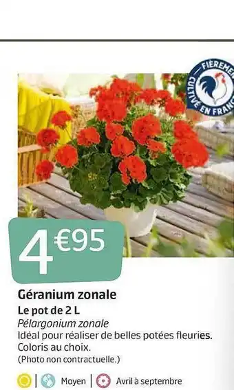 Jardiland Géranium Zonale offre