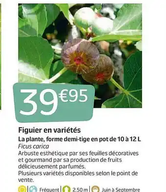 Figuier En Variétés