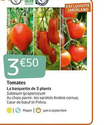 Jardiland Tomates offre