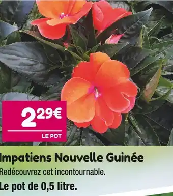 Point Vert Impatiens nouvelle guinée offre