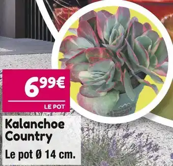 Kalanchoe country