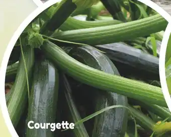 Point Vert Courgette offre