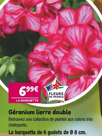 Point Vert Géranium lierre double offre