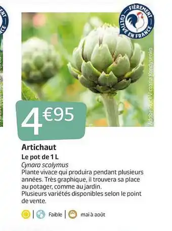 Artichaut