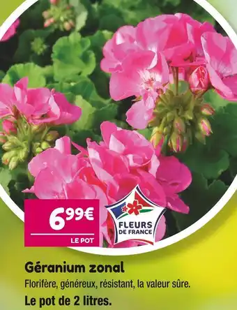 Point Vert Géranium zonal offre