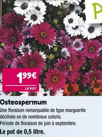 Osteospermum