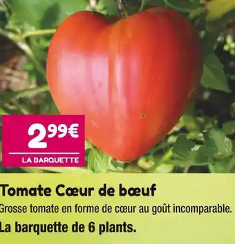 Point Vert Tomate cœur de bœuf offre